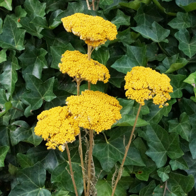 Trockenblumen Achillea, Schafgarbe gelb, 5 Stk