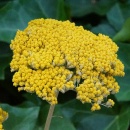 Trockenblumen Achillea, Schafgarbe gelb, 5 Stk