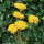 Trockenblumen Achillea, Schafgarbe gelb, 5 Stk