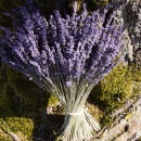 Lavendel getrocknet natur extra blau, Trockenblumen VE 1...