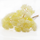 Herbstzweig Sukkulenter Sedumpick, k&uuml;nstlich, L 20 cm, creme gelb