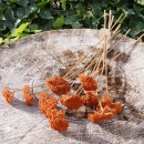 Trockenblumen Achillea, Schafgarbe orange rost...