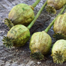 Papaver, Mohn grün gefärbtTrockenblumen mit...