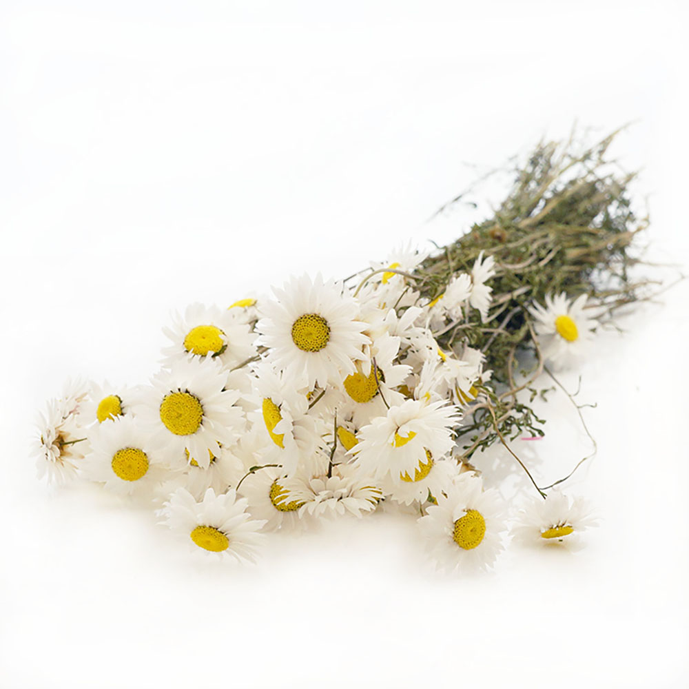 Blumen getrocknet für den Sommer Sommerdeko in weiß Acroclinium